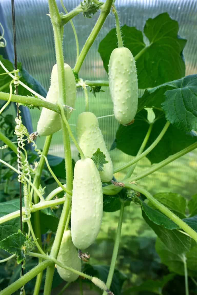Why Are My Cucumbers White and Are They Safe to Eat?