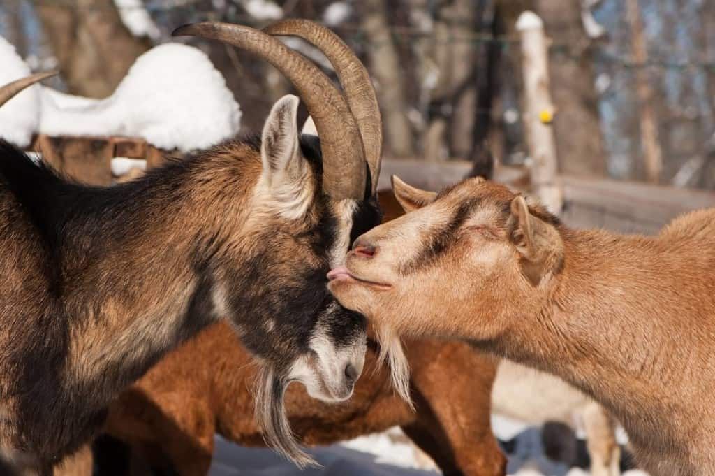 adorable oberhasli goats