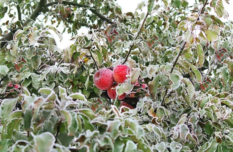 Top 9 Best Fruit Trees for Zone 4 Gardens