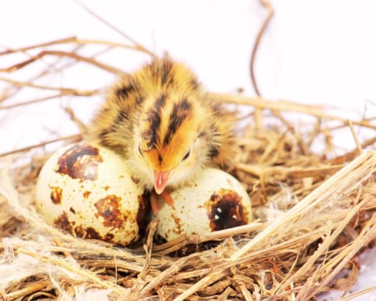 baby quail chick with eggs
