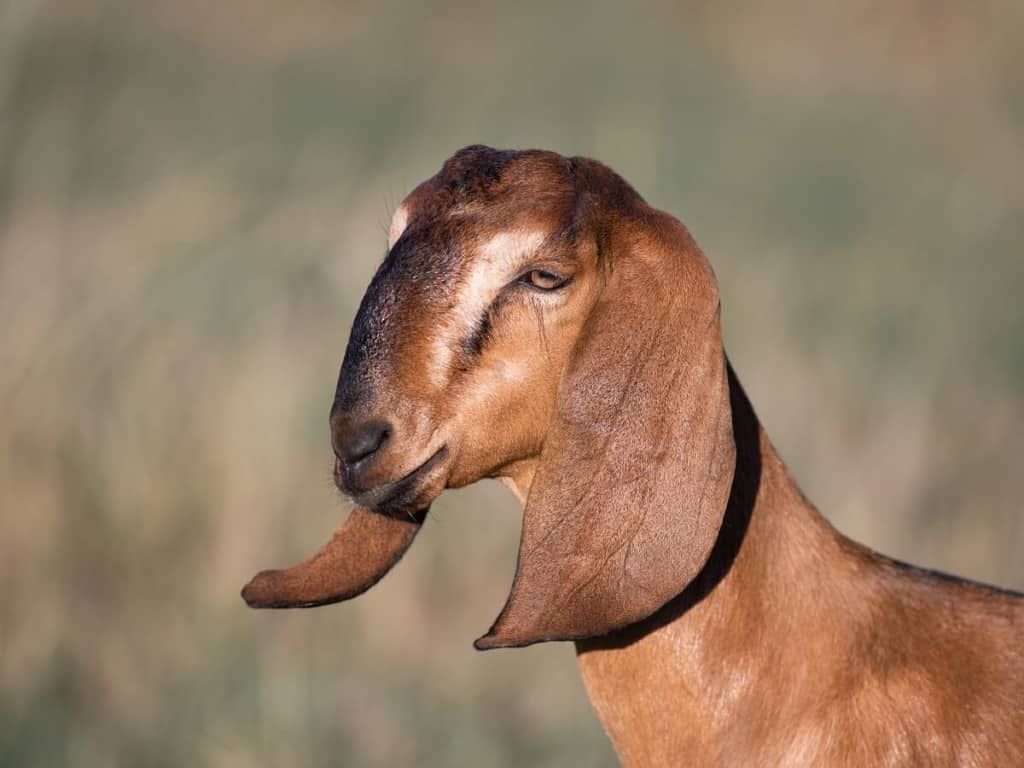 best dairy goat breeds anglo nubian