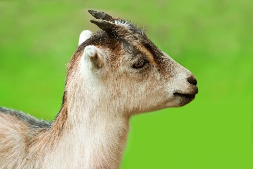 best dairy goat breeds lamancha