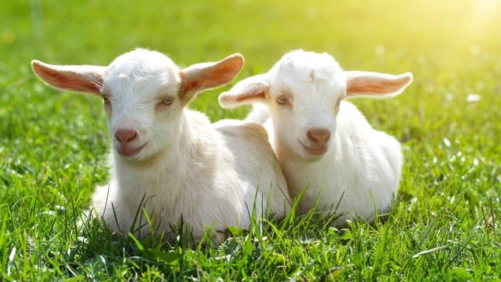 best dairy goat breeds saanen