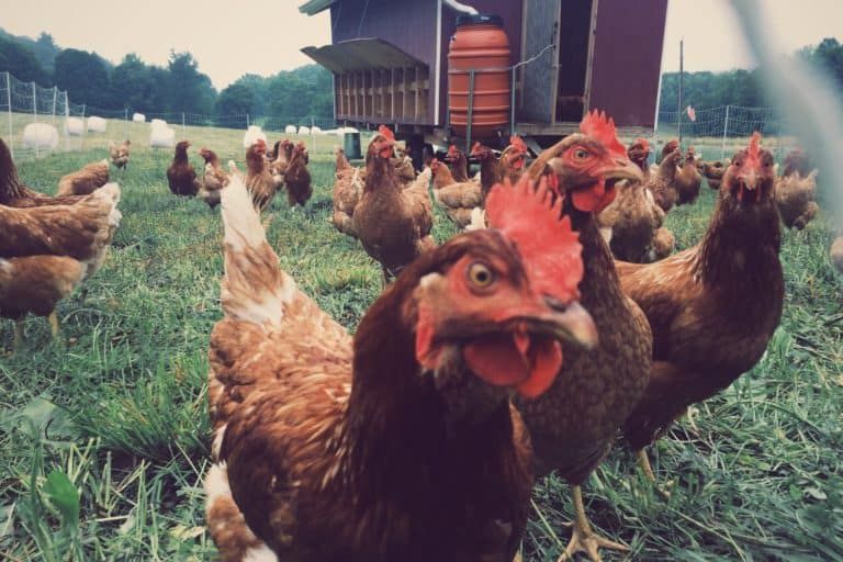 do-chickens-eat-ticks-on-farm-and-homestead