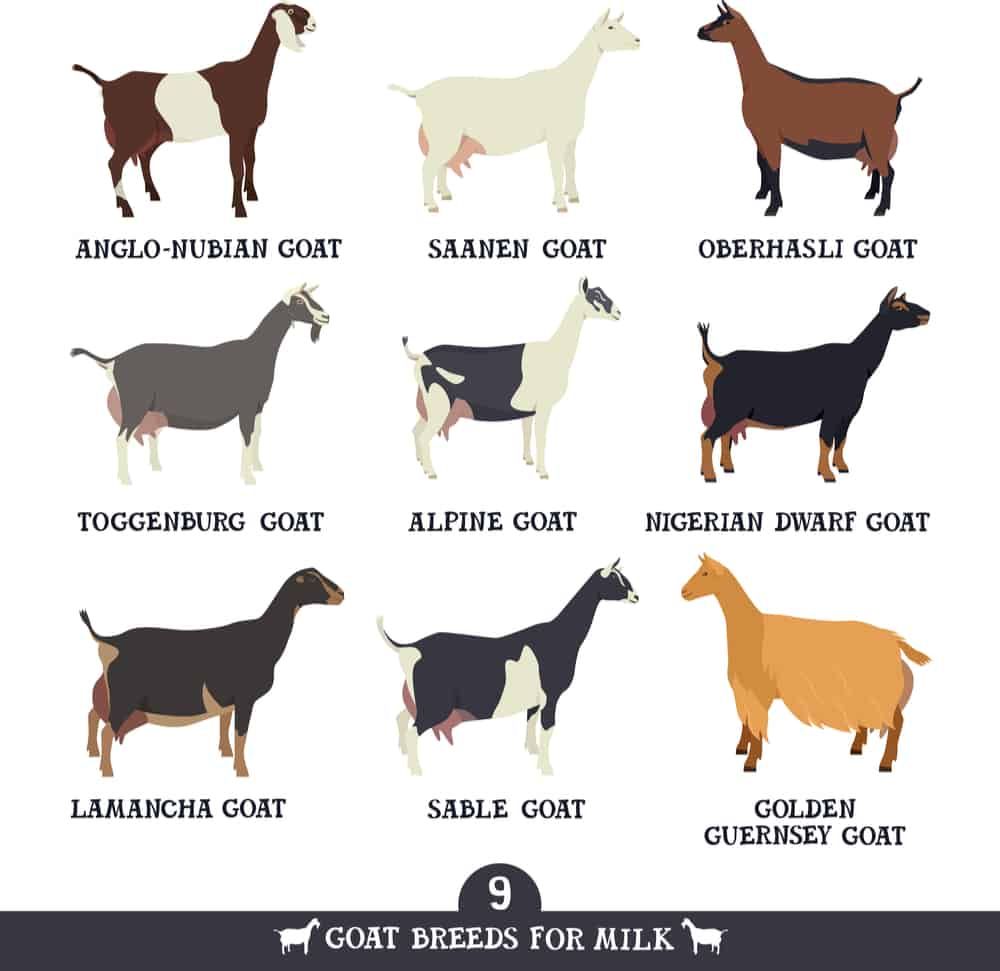 dairy goat breeds best milking goat homestead