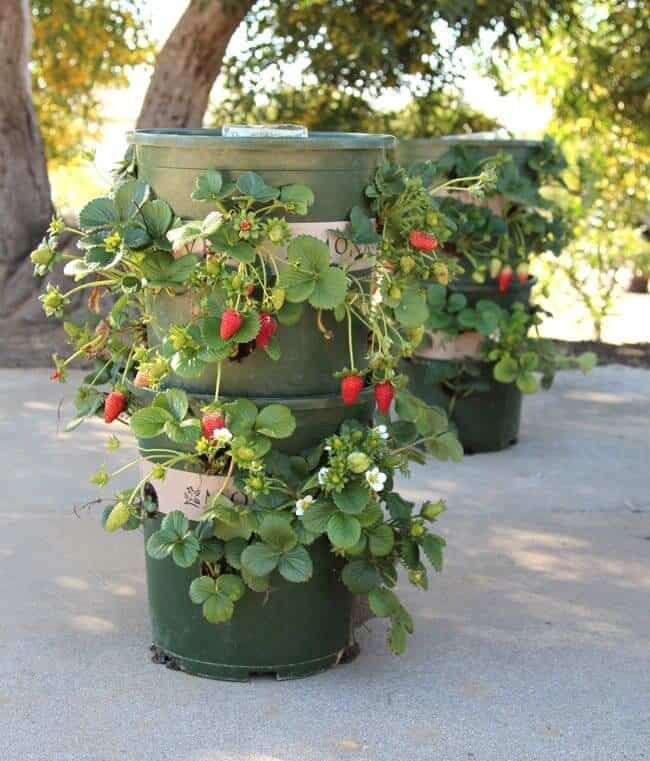 diy strawberry planter by apieceofrainbow