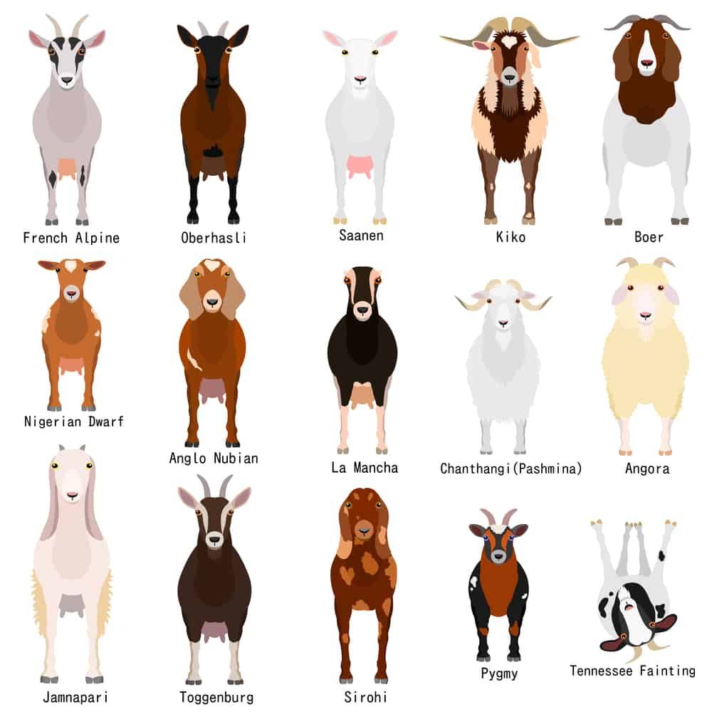 goat breeds for small farms homesteads