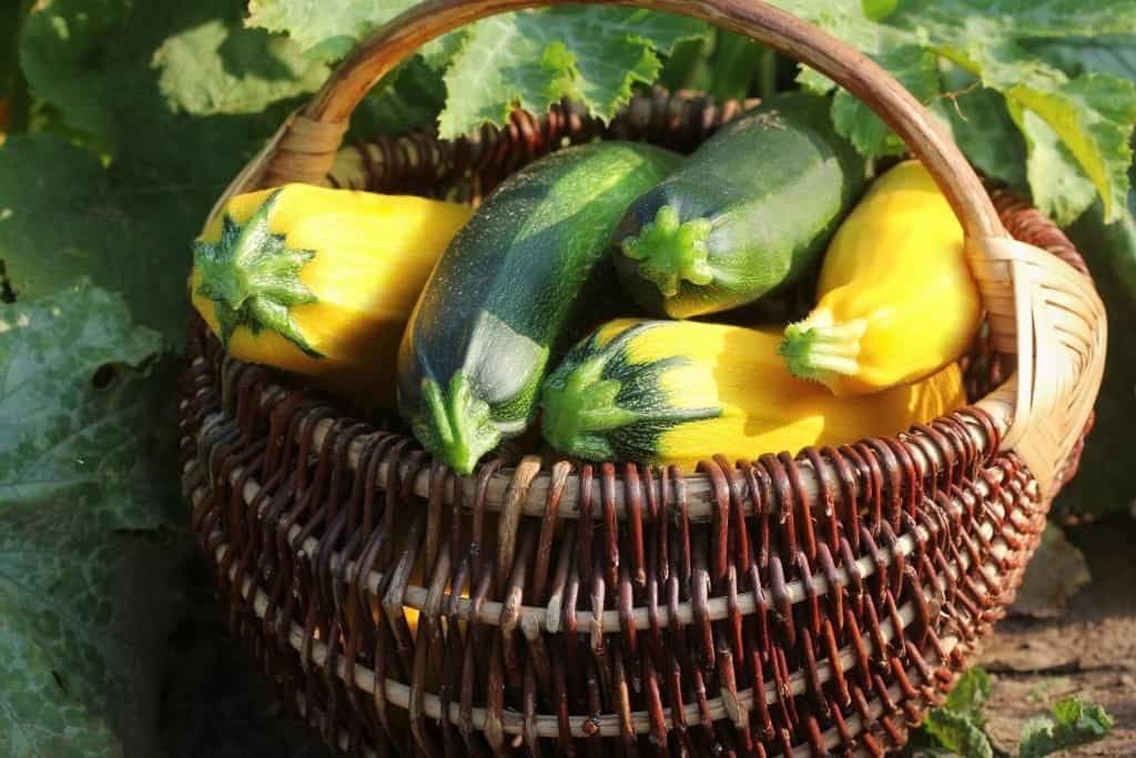 homegrown vegetables zucchini
