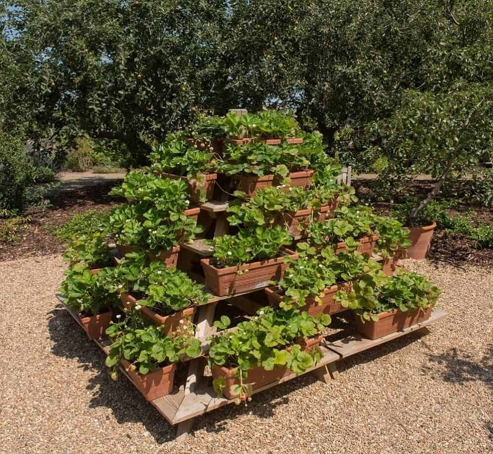 legendary strawberry planter growing tower