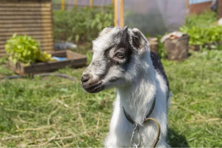 Mini LaMancha Goats and What They’re Good for