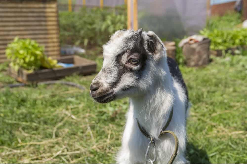 mini-lamancha-goat-on-farm