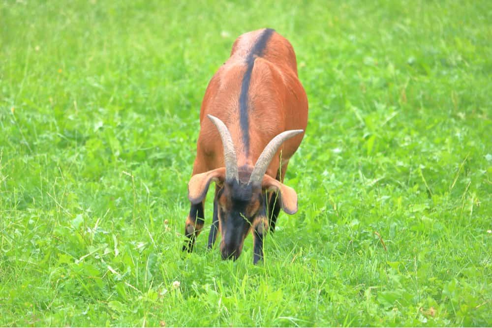 oberhasli goat in paddock