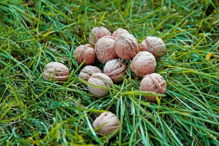 Nut Wizard vs Garden Weasel – Which Nut-Gatherer Is Best?