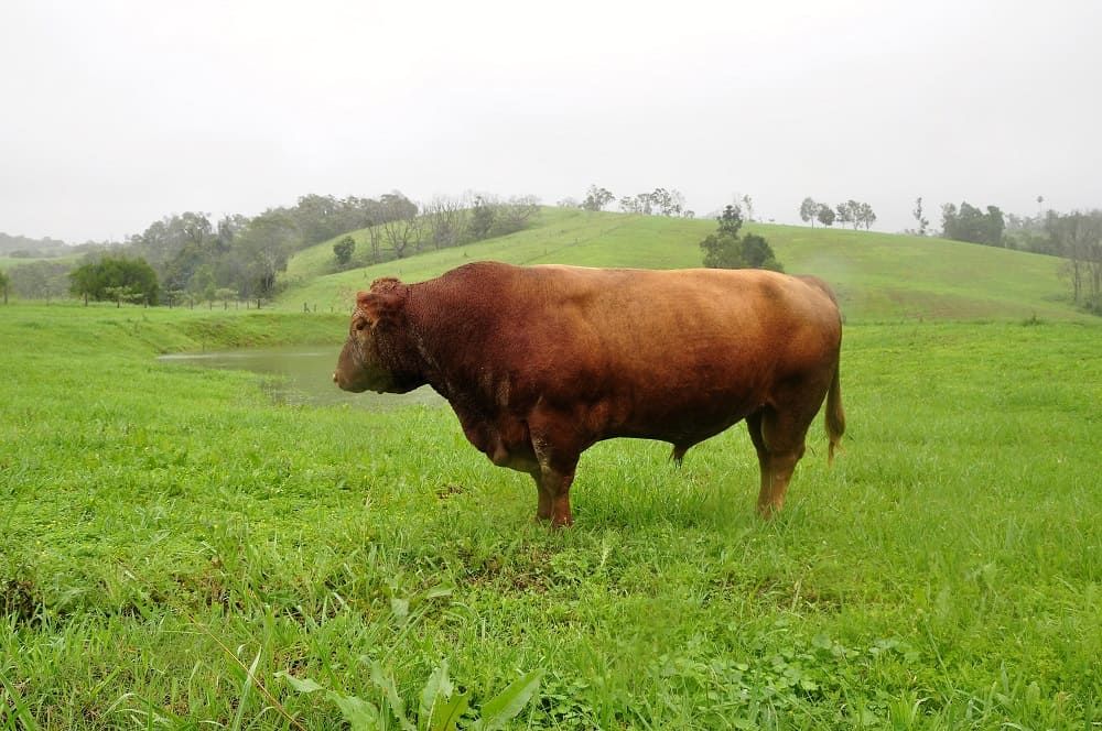 vitulus ferrari cloudbreak lowline cattle