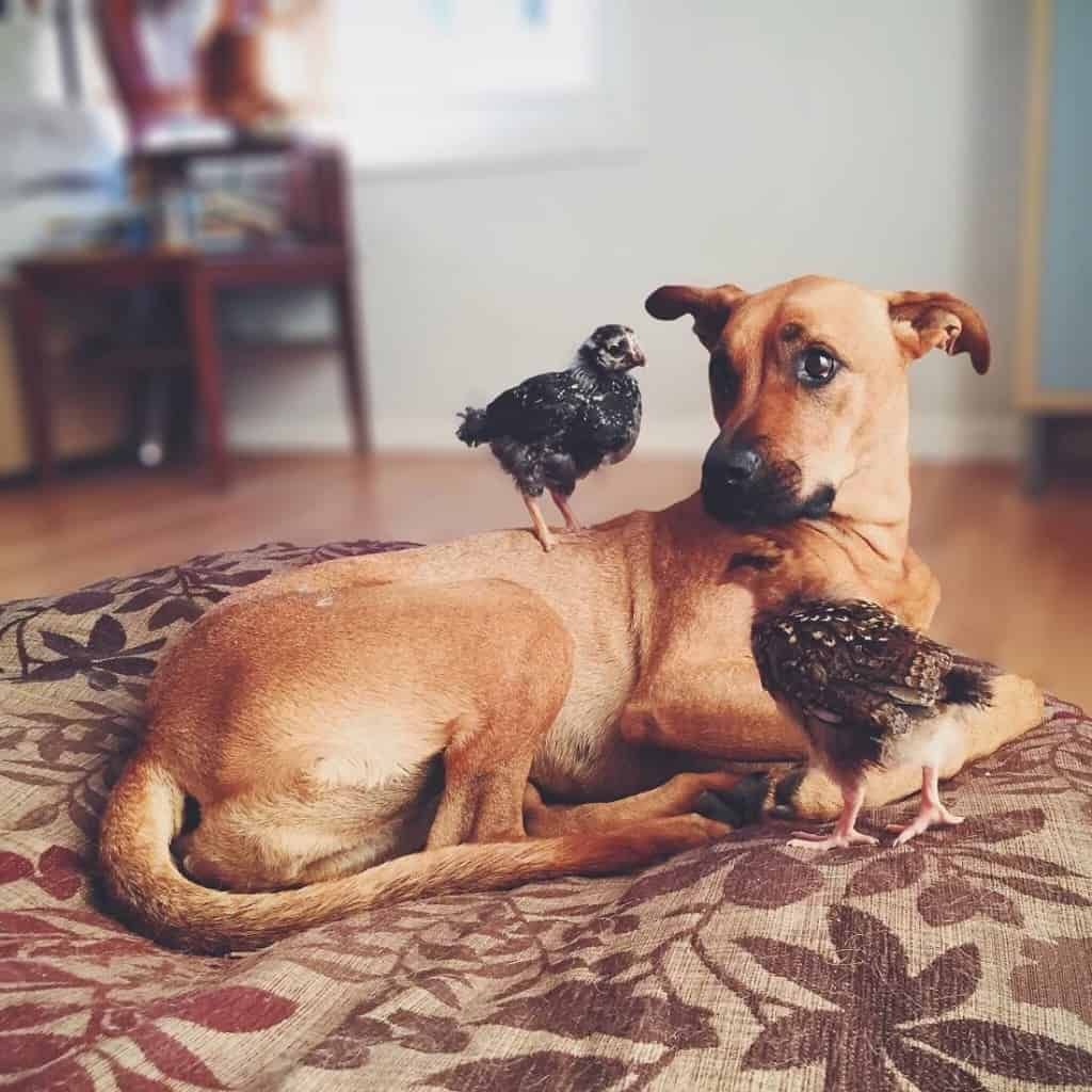 adorable family dog with baby chickens