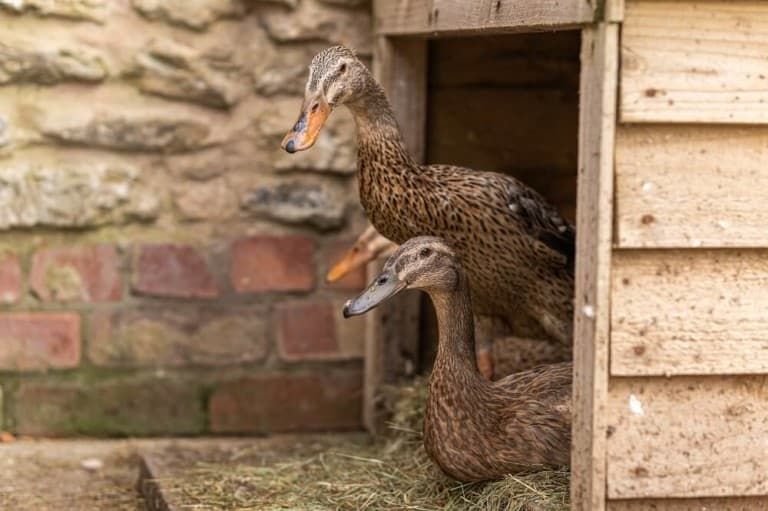 Can You Have a Duck As a Pet [7 Pros and Cons]