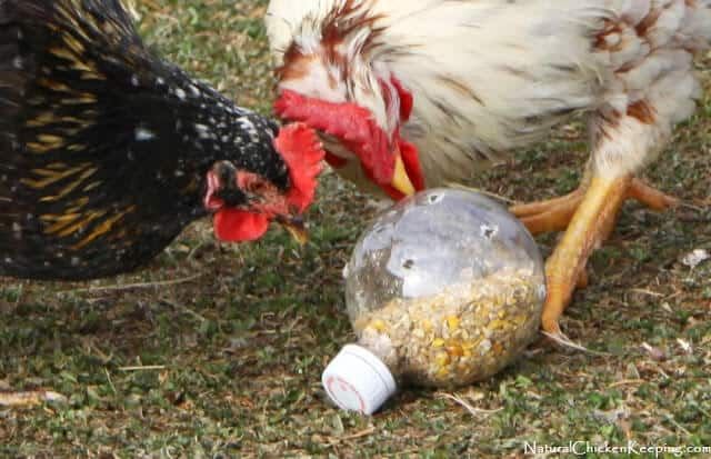diy chicken treat ball by natural chicken keeping