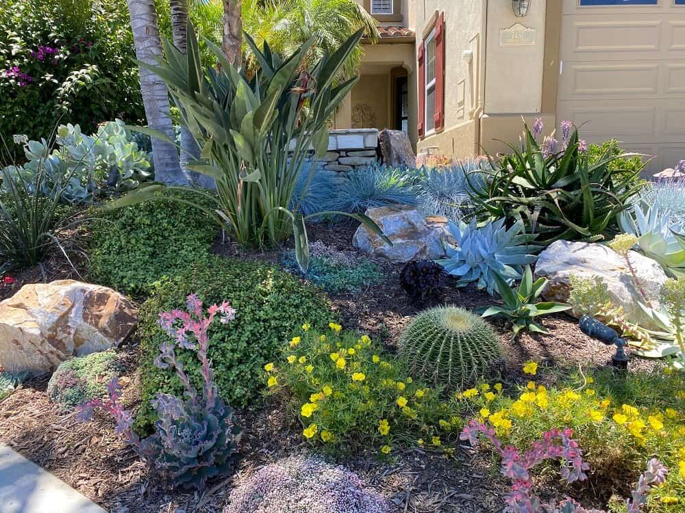 drought tolerant rock garden with succulents cactus