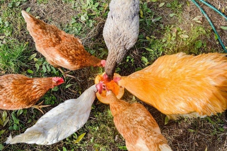 9 Homemade Treats for Chickens [Super Easy DIY Recipes!]