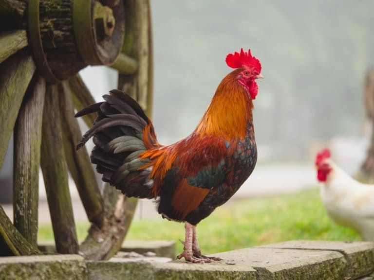 Do You Need a Rooster for Hens to Lay Eggs? Our Surprising Answer!