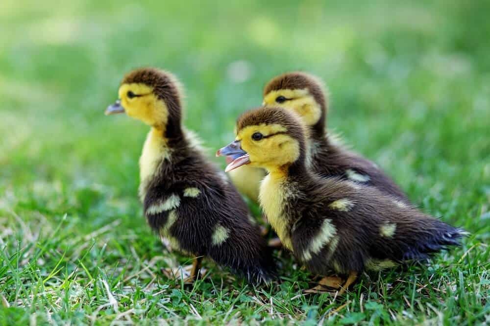 flock of pet ducklings on the grass