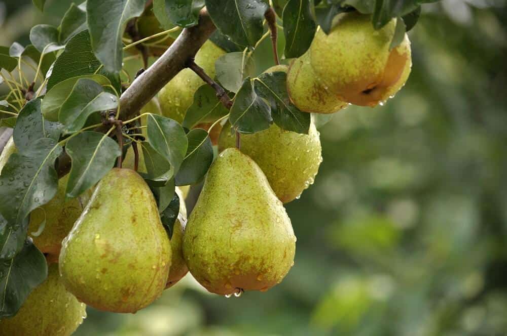 fruit tree pears closeup