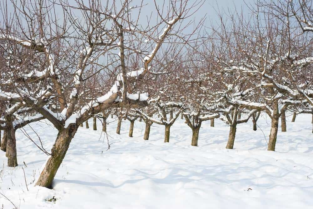 fruit trees growing in cold snowy climate