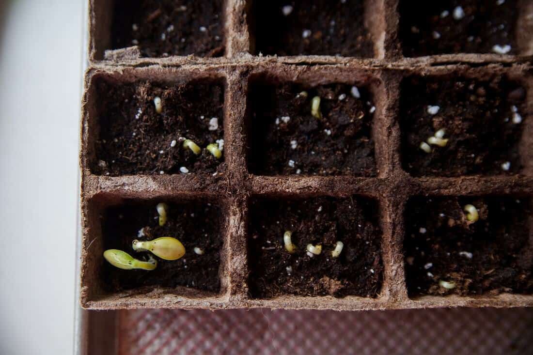 germinating spaghetti squash  seeds indoors