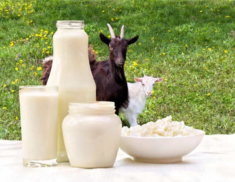 goats in field with goat milk bottles ss