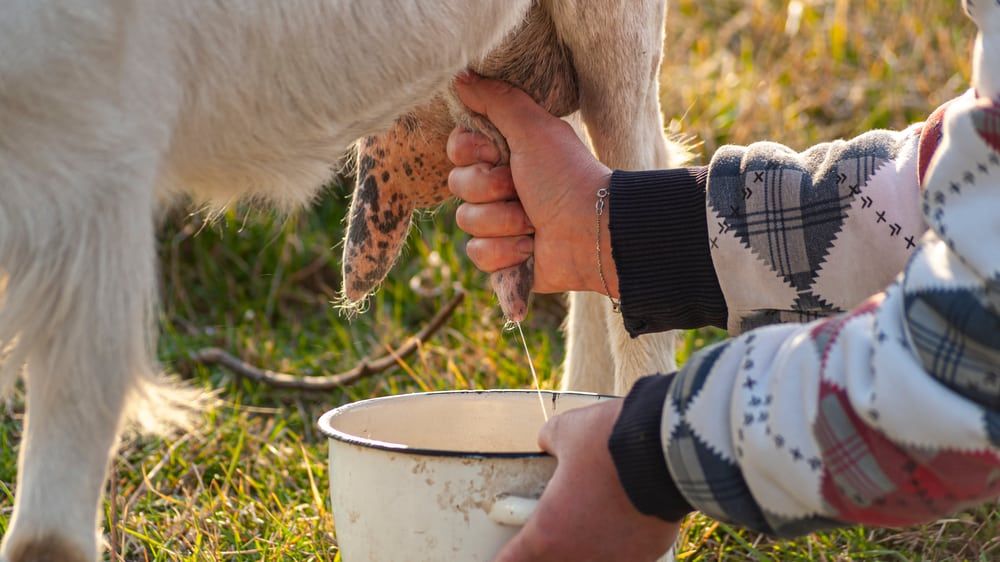 hand milking a goat in the paddock