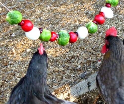 holiday treat garland by backyard poultry delicious