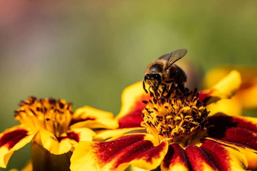 honey bee enjoying pollen flower