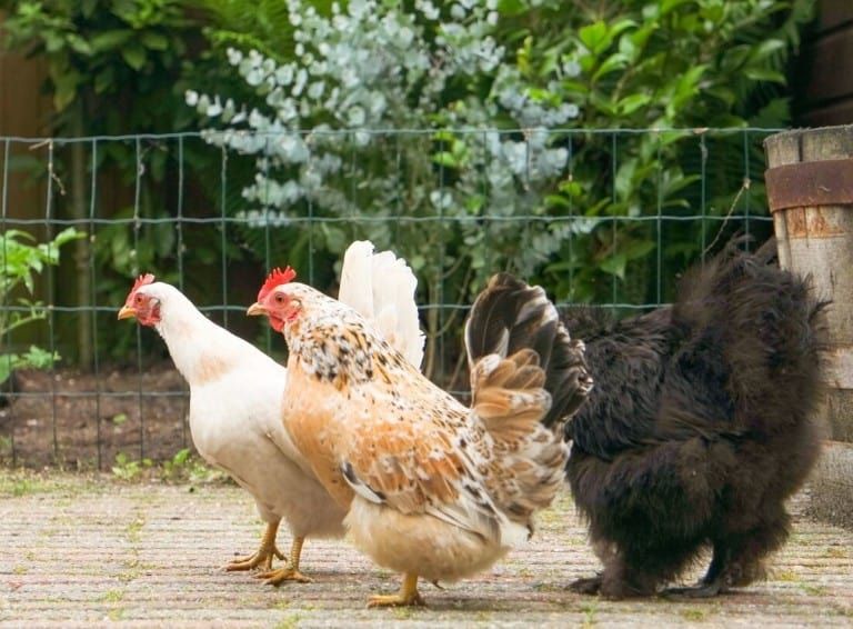 how to keep backyard chickens in your yard
