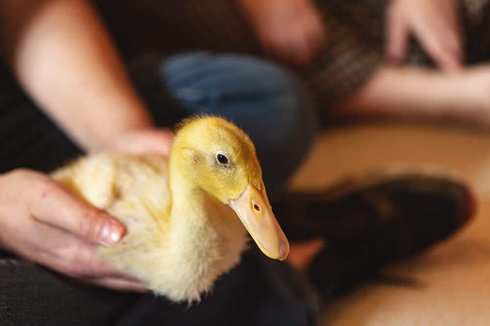 pet duck in hands
