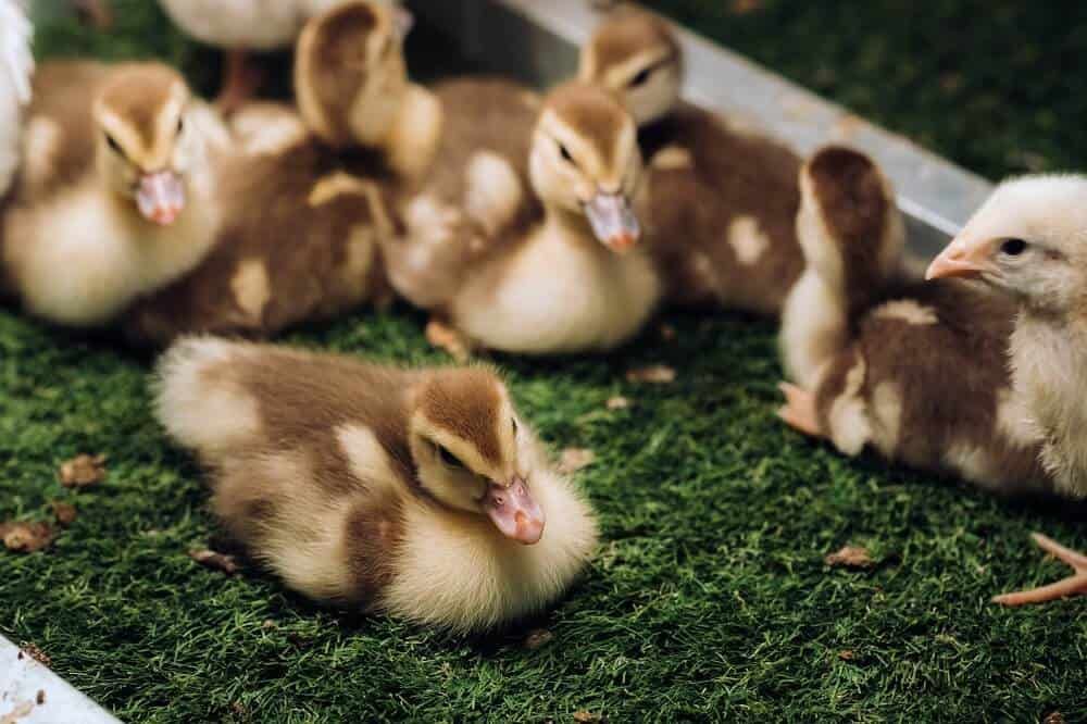 pet ducklings and baby chickens soak up the sun