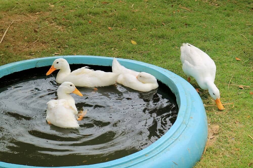 pet ducks splashing in the pool