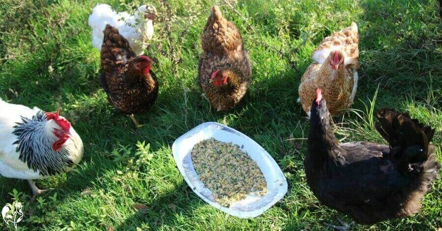 poultry protein platter by raising happy chickens