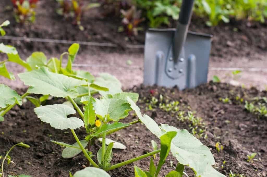 shovel in the garden with pumpkin plant canopy