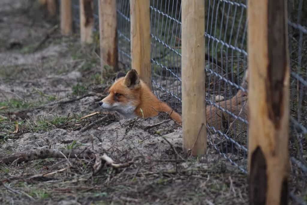 sneaky fox digging under chicken fence