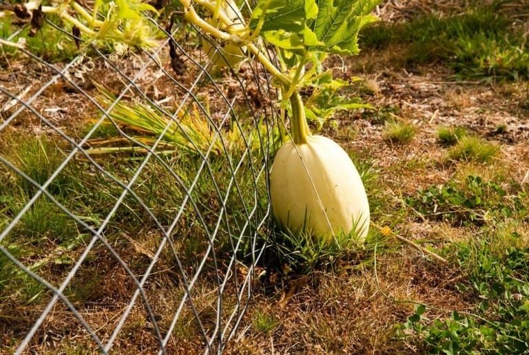 A Guide to Growing and Harvesting Spaghetti Squash Confidently