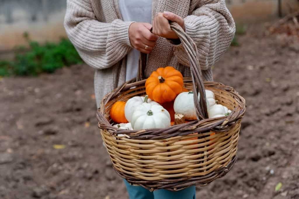 woman holding basket with pumpkins in garden