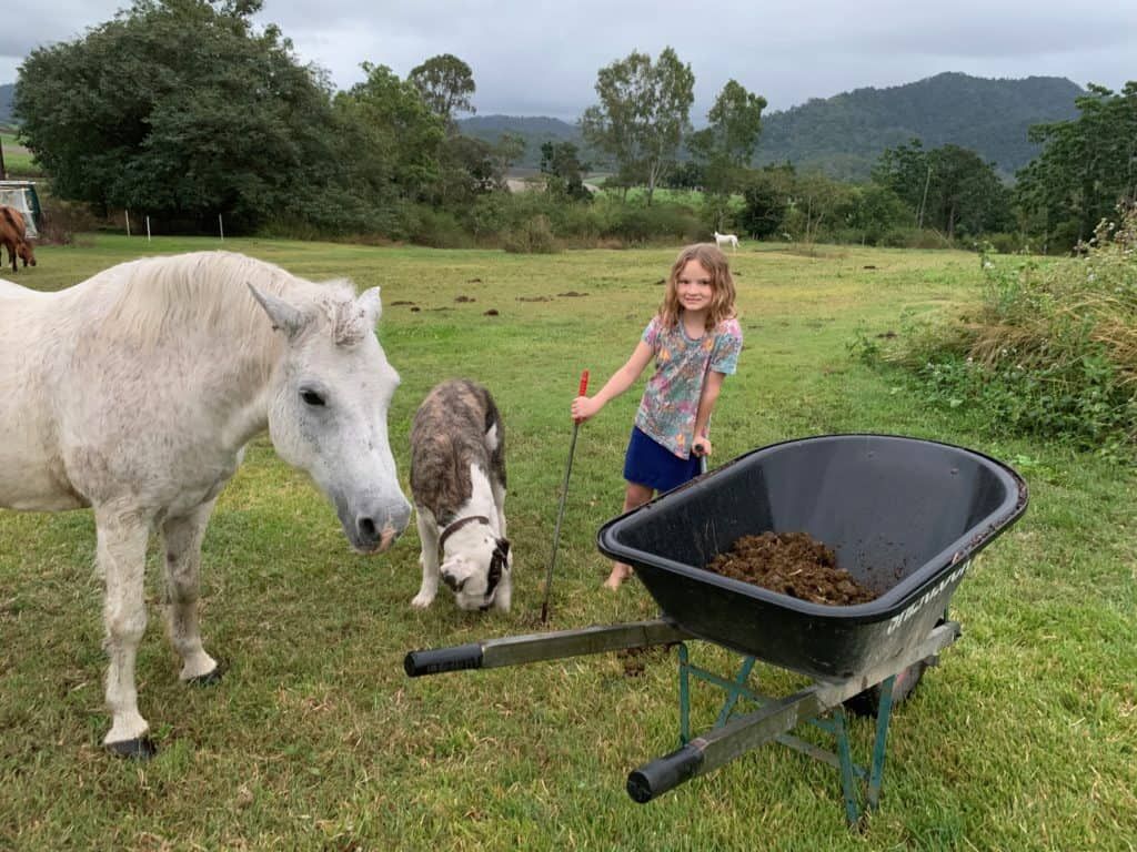 Horses are walking manure machines! The kids and I go out most afternoons to collect wheelbarrows full. I dump the manure on all the gardens and around the fruit trees. I don't compost it before adding it to the garden - I've never had an issue with plants getting burned yet, and I'm all for saving time and effort!