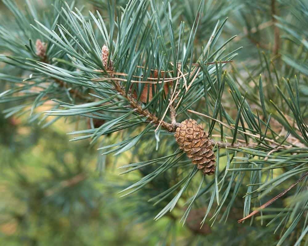 pinus sylvestris scotch pine