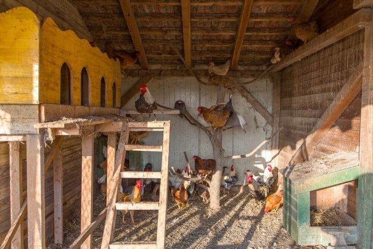 Inside 13 Amazing Chicken Coops [Pictures to Inspire + Coop Essentials]