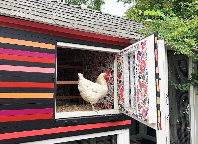 bright wall paper chicken coop