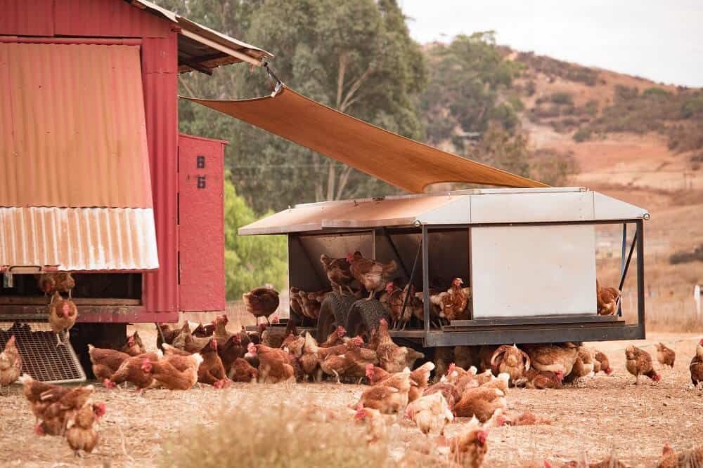 chicken flock country chicken tractor