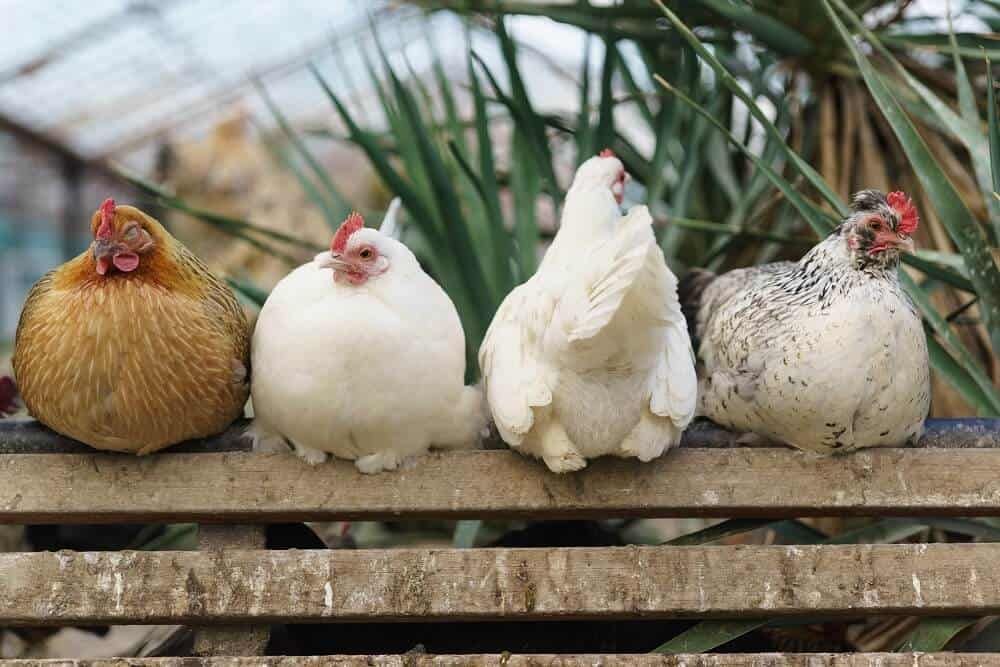 chickens roosting on bench perch