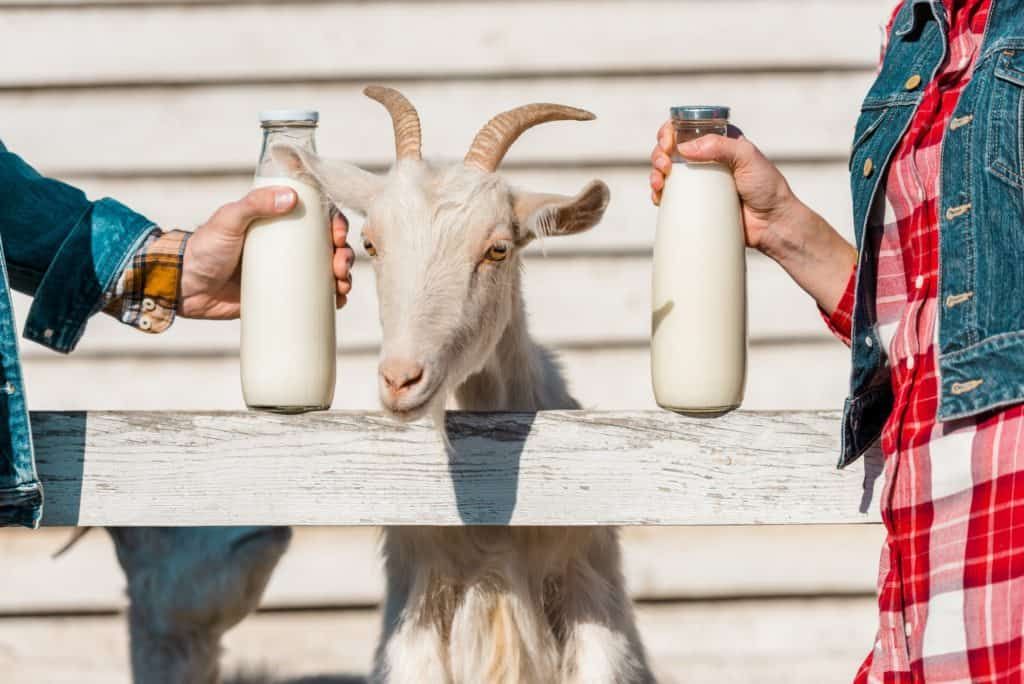 cropped image of farmers showing glass bottles of milk while goat standing near wooden fence at farm