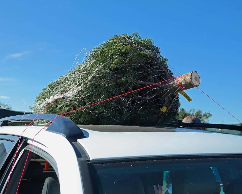 cut christmas tree transporting on roof of car