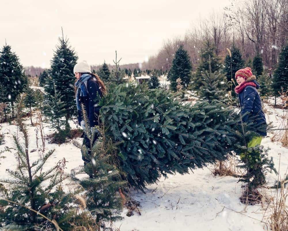 cut your own christmas tree on farm in snow